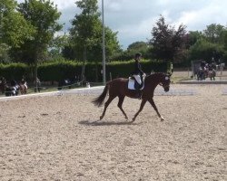 broodmare Diva Dona Carlotta (Hanoverian, 2007, from Don Frederico)