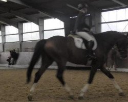 Dressurpferd Quax 73 (Westfale, 2010, von Quaterback)