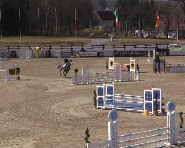 jumper Ciano 18 (Holsteiner, 2010, from Cassiano)