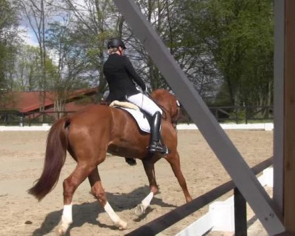 broodmare Sunny Side Up 9 (Westphalian, 2006, from Sandro Bedo)