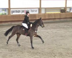 jumper Caramba 94 (Oldenburg show jumper, 2010, from Carenaro)