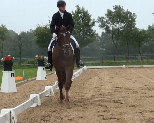 jumper Special Effect 3 (KWPN (Royal Dutch Sporthorse), 2011, from Sunday)
