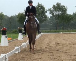 jumper Special Effect 3 (KWPN (Royal Dutch Sporthorse), 2011, from Sunday)