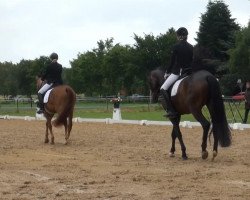 broodmare Bella Vita 3 (Hanoverian, 2011, from Blue Hors Bentley)
