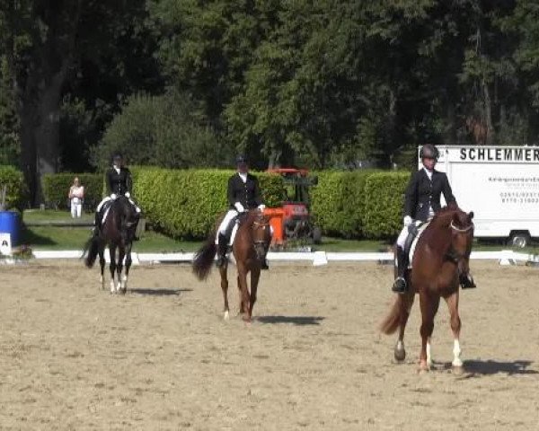 Pferd Bonheur 54 (Westfale, 2011)
