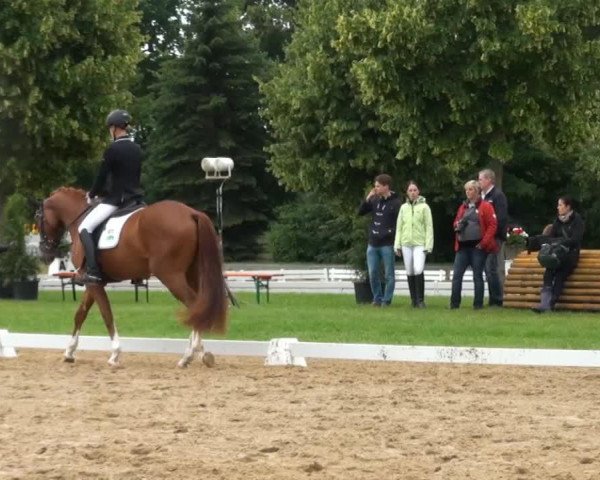 dressage horse Quidam de Charry (Oldenburg, 2011, from Quaterback)