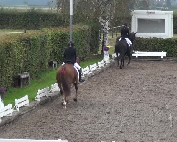 Reitturnier Übach-Palenberg - Scherpenseel 2020