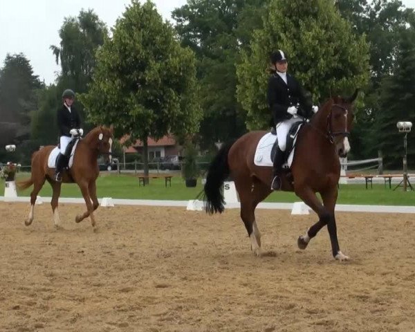 Deckhengst Baloo Byager (Dänisches Pony, 2009, von Hilkens Black Delight)