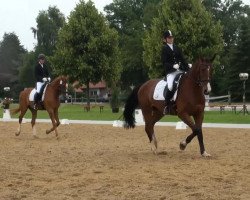 Deckhengst Baloo Byager (Dänisches Pony, 2009, von Hilkens Black Delight)