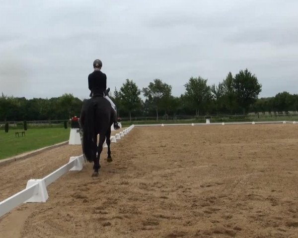 jumper Preußengräfin (Trakehner, 2009, from Linne)