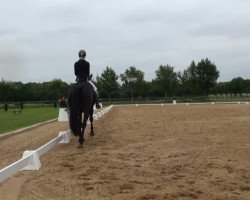 jumper Preußengräfin (Trakehner, 2009, from Linne)