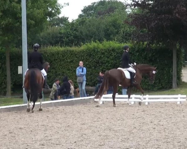 jumper Belissa (Westphalian, 2009, from Beltoni)