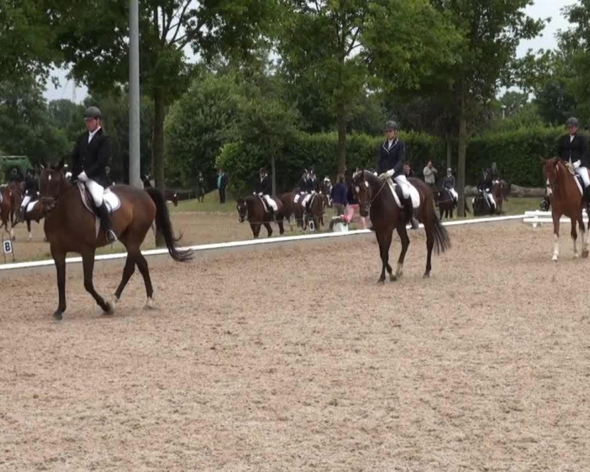 dressage horse Prinzess 426 (Westphalian, 2009, from Prinz Wilhelm)