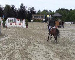 Koń skokowy Carasquina (Westfalczyk, 2009, od Cosmo-Pilot)