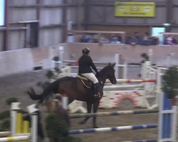 broodmare Souzanna M (Hanoverian, 2008, from Satisfaction FRH)