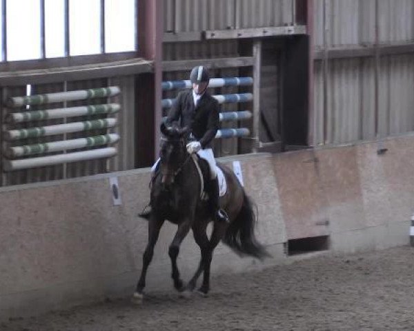 dressage horse Furstina la Joer (Hanoverian, 2010, from Fürst Nymphenburg II)