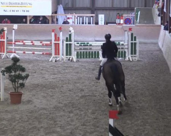 jumper Quick Star 21 (Hanoverian, 2010, from Quintender 2)