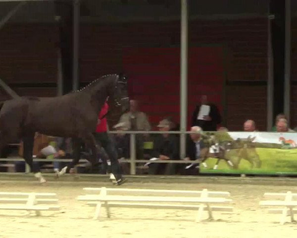 horse Stute von Silbermond (Westphalian, 2011, from Silbermond)