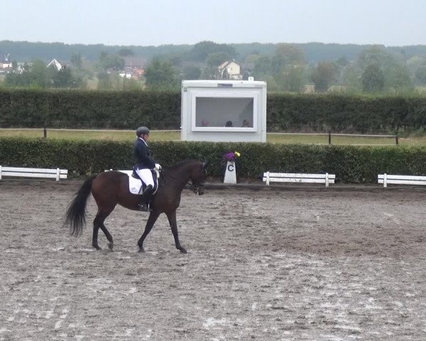 Reitturnier Übach-Palenberg - Scherpenseel 2020