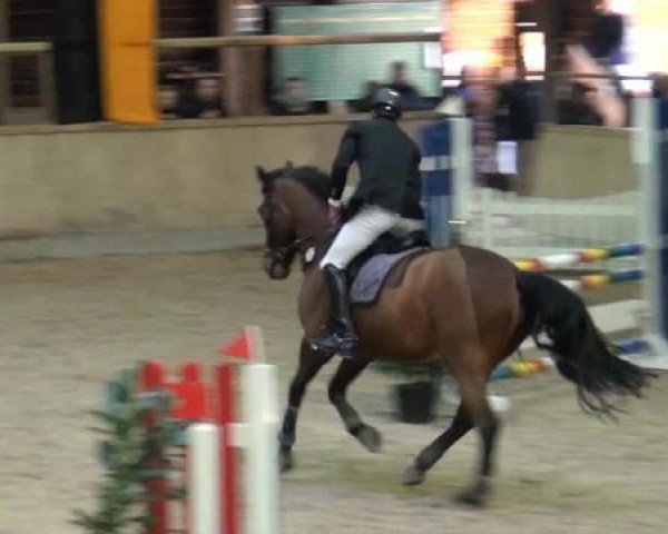 Springpferd Lexter (Mecklenburger, 2004, von Landjonker (Fruhling))
