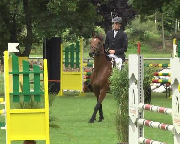 Chovná klisna Clementine 42 (Holštýnský kůň, 2008, od Clearway)