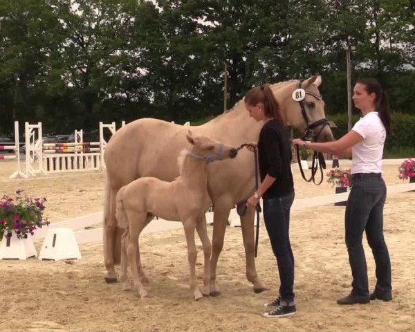 dressage horse Delajo DH (German Riding Pony, 2014, from Dimension AT NRW)