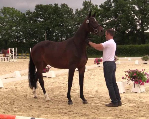 broodmare Shiquitita FB (Westphalian, 2011, from Show Star)