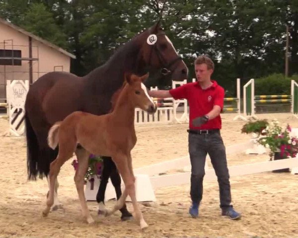 horse Hengst von All at once (Westphalian, 2014, from All At Once)