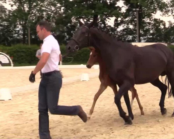Pferd Stute von Serafino (Westfale, 2014, von Serafino 32)
