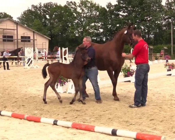 broodmare Stute von All at once (Westphalian, 2014, from All At Once)