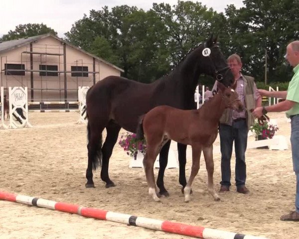 horse Hengst von Pilothago (Westphalian, 2014, from Pilothago Dxb)
