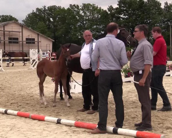 horse Hengst von Best of Gold (Westphalian, 2014, from Best of Gold)