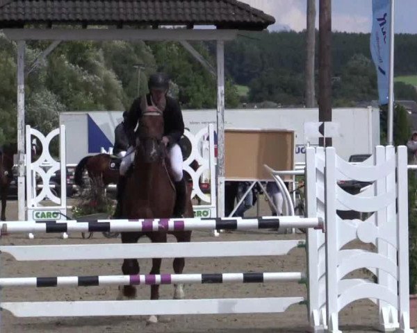 jumper Sinclair 80 (Hanoverian, 2008, from Stolzenberg)