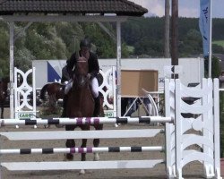 jumper Sinclair 80 (Hanoverian, 2008, from Stolzenberg)