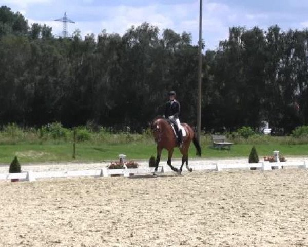 dressage horse Carbon Fibre (Westphalian, 2011, from Contento 6)