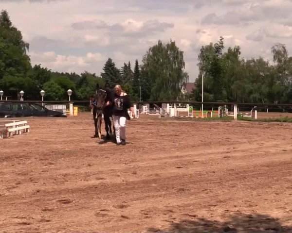horse Stute von Conello (Westphalian, 2014, from Conello)