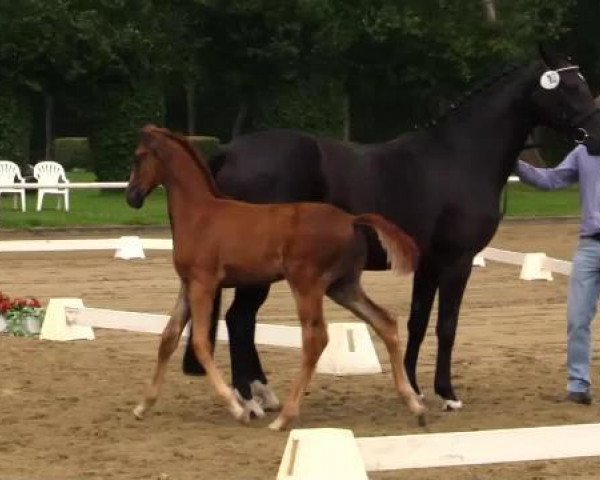 Pferd Hengst von Fürst Nymphenburg II (Westfale, 2014, von Fürst Nymphenburg II)
