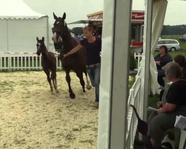 horse Van de Verde (Westphalian, 2014, from Van Vivaldi)