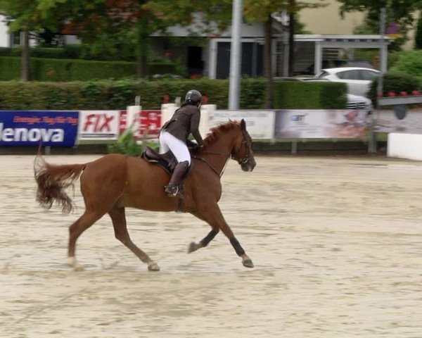 Reitturnier Schutterwald 2020