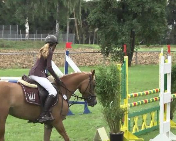 jumper Danny Sahne 3 (German Riding Pony, 2009, from Dancing Fox 2)