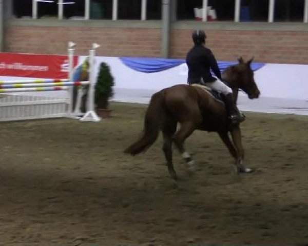jumper Cherry Lady 19 (Westphalian, 2009, from Champion du Lys)