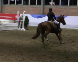 jumper Cherry Lady 19 (Westphalian, 2009, from Champion du Lys)