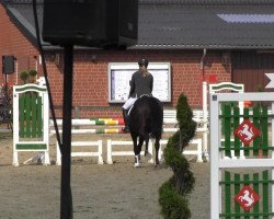 jumper Shomari (German Sport Horse, 2009, from Scolari)