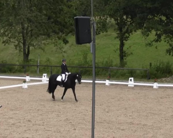 broodmare Chattanooga 21 (Hanoverian, 2007, from Contendro I)
