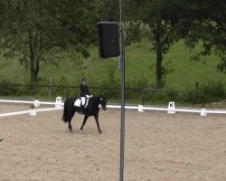 broodmare Chattanooga 21 (Hanoverian, 2007, from Contendro I)