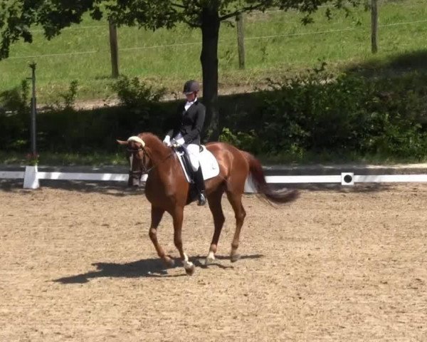 dressage horse Lady le Bon 2 (Rhinelander, 2008, from Louis le Bon)