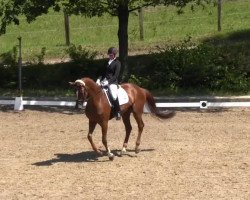 dressage horse Lady le Bon 2 (Rhinelander, 2008, from Louis le Bon)