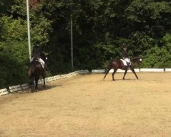 dressage horse Leyenda 2 (Trakehner, 2004, from Lucio Silla xx)