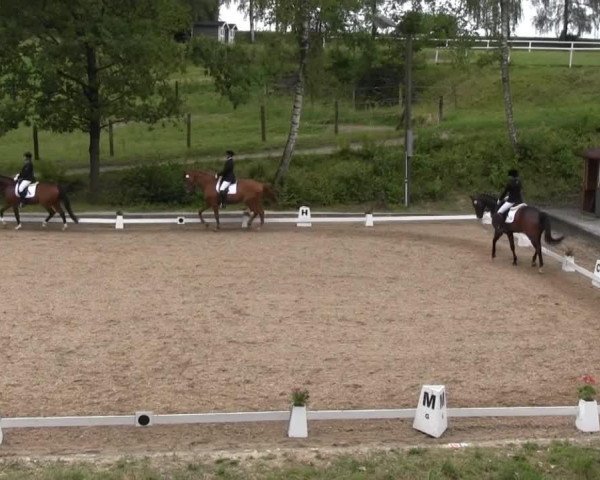 dressage horse Christoph Columbus 2 (German Warmblood, 2002, from Condrieu xx)