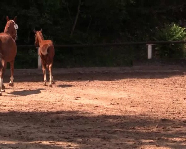 dressage horse Annabella 54 (Westphalian, 2014, from All At Once)